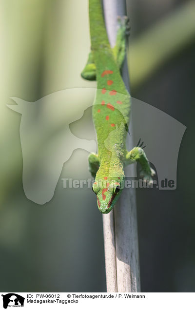 Madagaskar-Taggecko / Madagascar day gecko / PW-06012