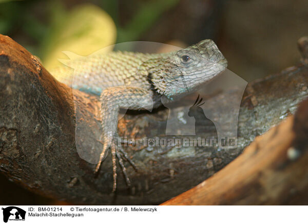 Malachit-Stachelleguan / lizard / BM-01214