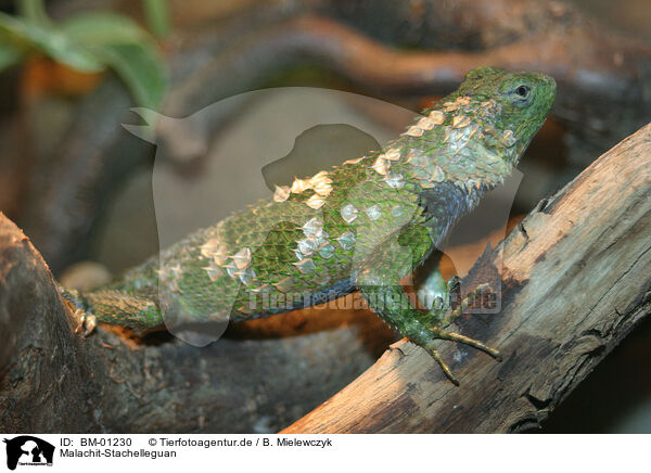 Malachit-Stachelleguan / lizard / BM-01230