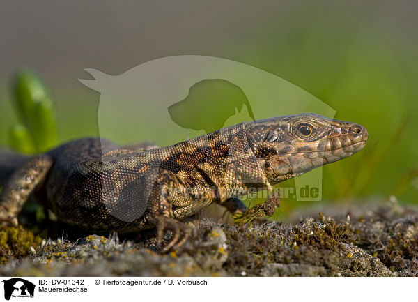 Mauereidechse / lizard / DV-01342