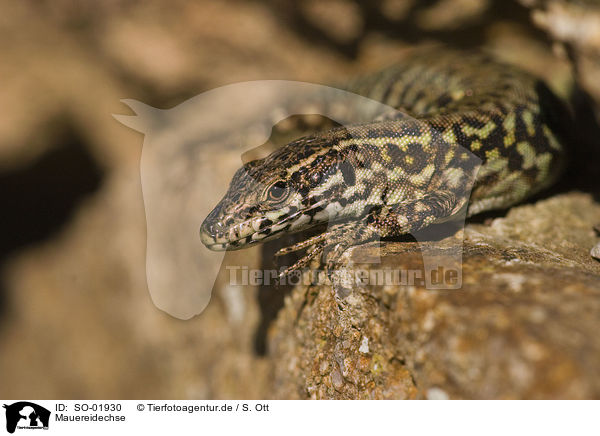 Mauereidechse / wall lizard / SO-01930