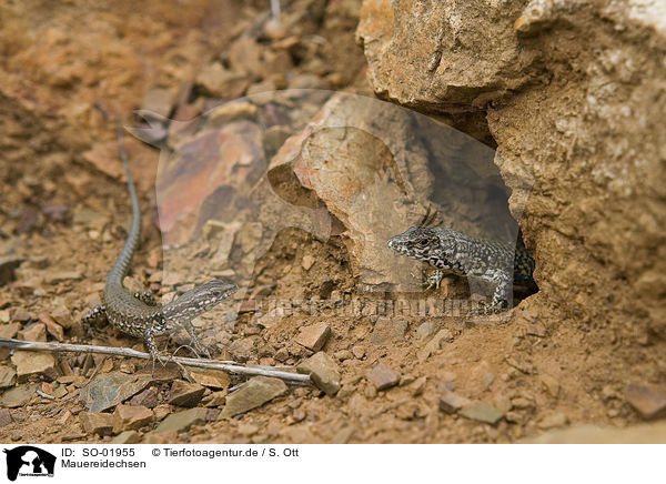 Mauereidechsen / wall lizards / SO-01955