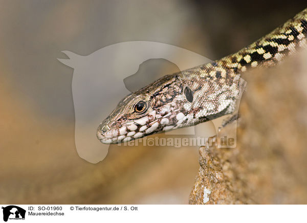 Mauereidechse / wall lizard / SO-01960