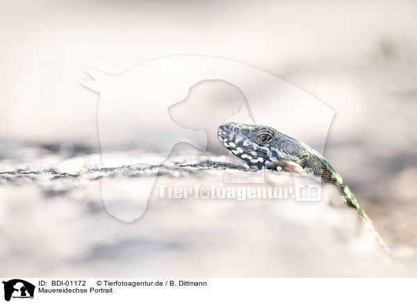 Mauereidechse Portrait / Wall Lizard portrait / BDI-01172