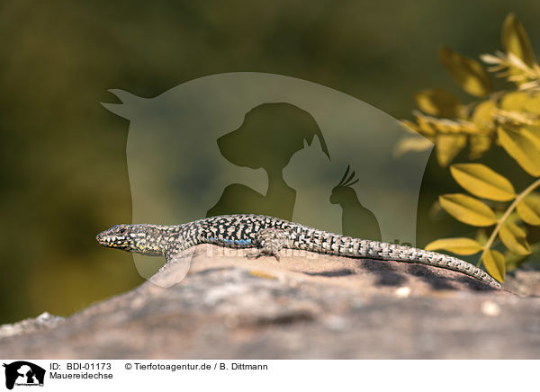 Mauereidechse / Wall Lizard / BDI-01173