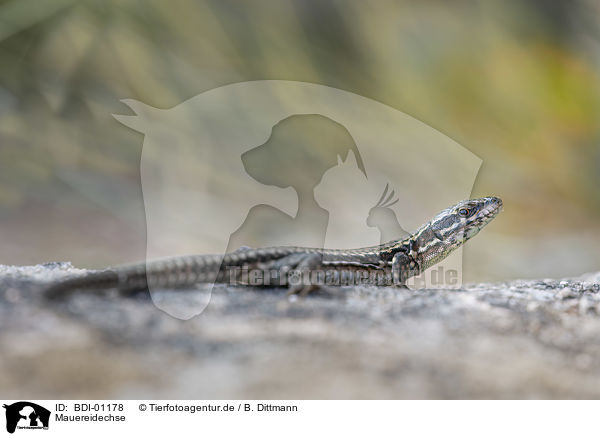 Mauereidechse / Wall Lizard / BDI-01178
