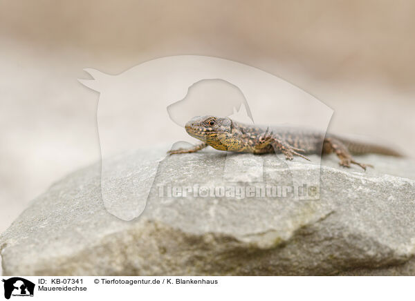 Mauereidechse / common wall lizard / KB-07341