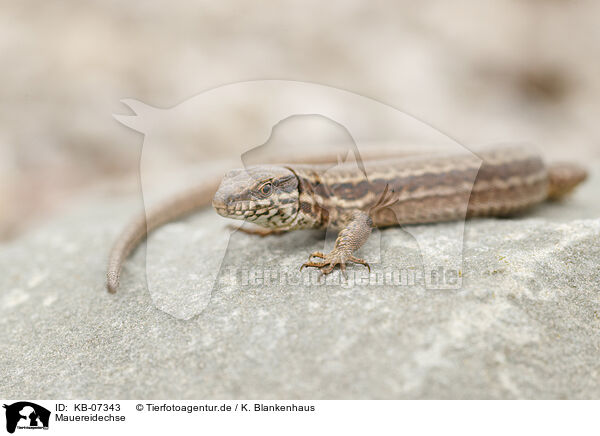 Mauereidechse / common wall lizard / KB-07343
