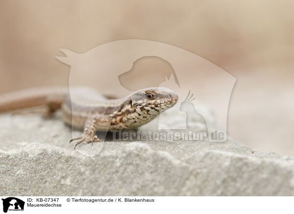 Mauereidechse / common wall lizard / KB-07347
