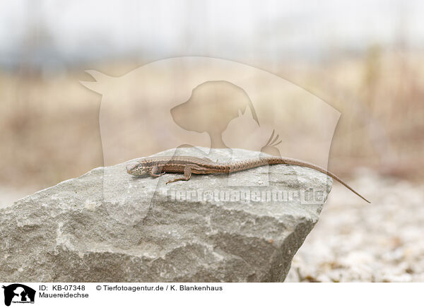 Mauereidechse / common wall lizard / KB-07348