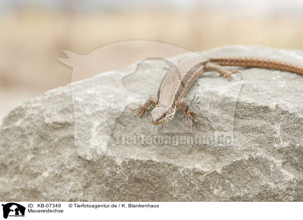 Mauereidechse / common wall lizard / KB-07349