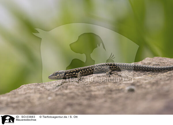 Mauereidechse / European wall lizard / SO-03883