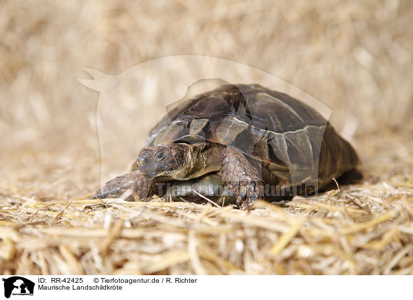 Maurische Landschildkrte / RR-42425