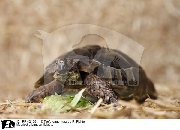 Maurische Landschildkrte / RR-42429