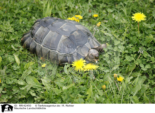 Maurische Landschildkrte / RR-42450