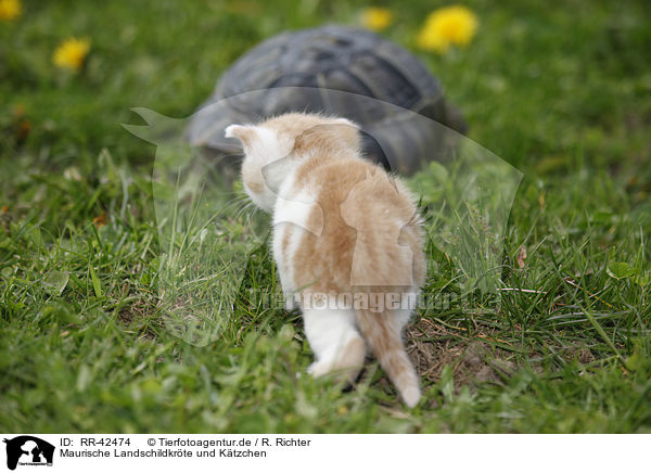 Maurische Landschildkrte und Ktzchen / spur-thighed tortoise and kitten / RR-42474