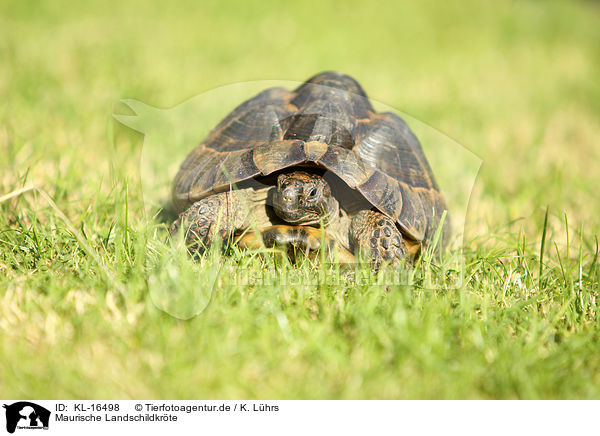 Maurische Landschildkrte / spur-thighed tortoise / KL-16498