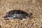 Maurische Landschildkrte