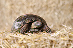 Maurische Landschildkrte