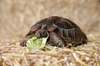 Maurische Landschildkrte