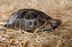 Maurische Landschildkrte