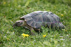 Maurische Landschildkrte