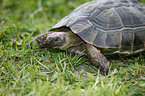 Maurische Landschildkrte