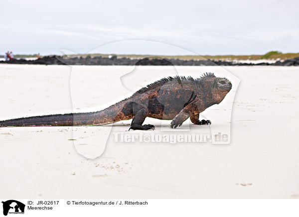 Meerechse / marine iguana / JR-02617