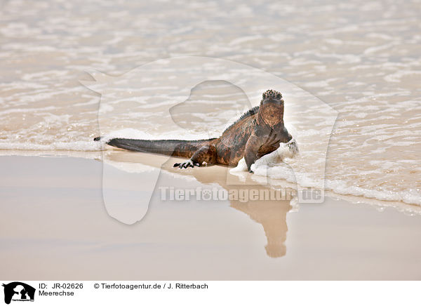 Meerechse / marine iguana / JR-02626