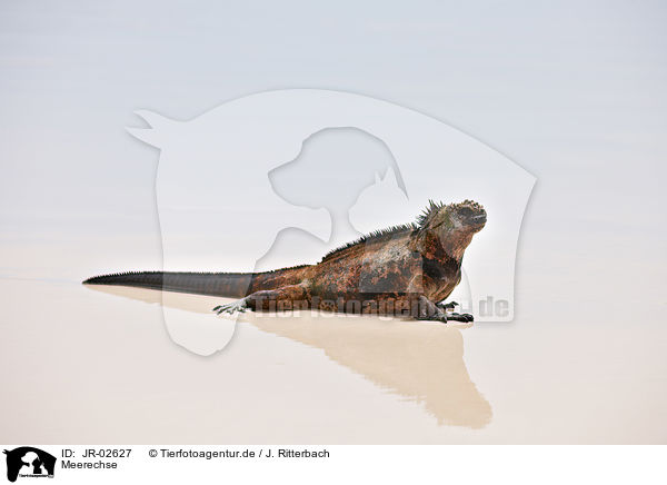 Meerechse / marine iguana / JR-02627
