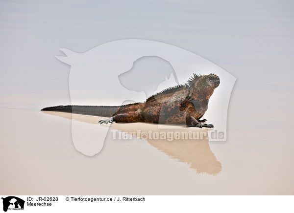 Meerechse / marine iguana / JR-02628