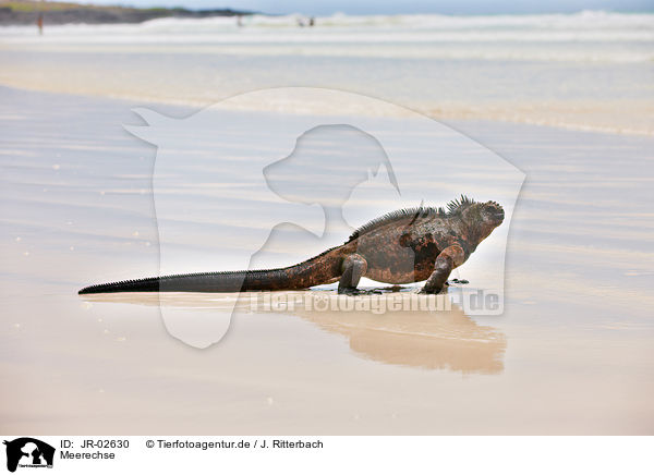 Meerechse / marine iguana / JR-02630
