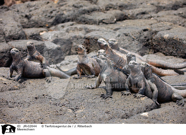 Meerechsen / marine iguanas / JR-02644