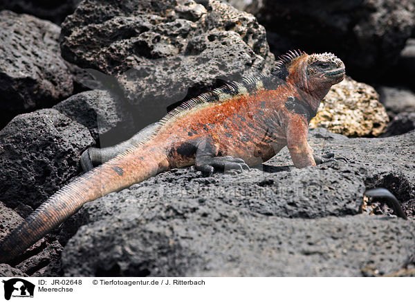 Meerechse / JR-02648