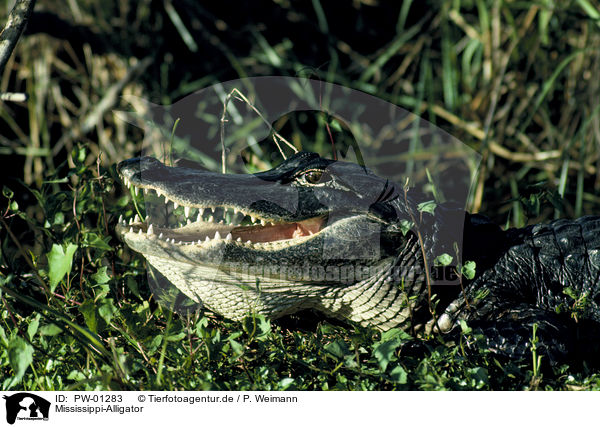 Mississippi-Alligator / PW-01283