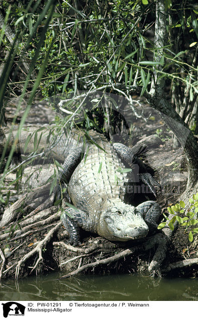 Mississippi-Alligator / PW-01291