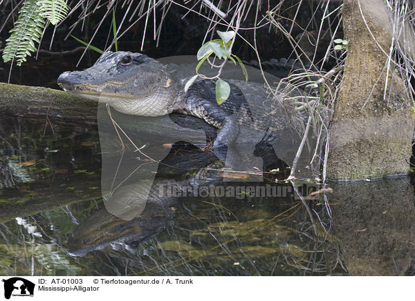 Mississippi-Alligator / AT-01003