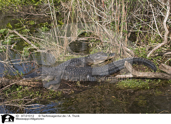 Mississippi-Alligatoren / Mississippi Alligator / AT-01012