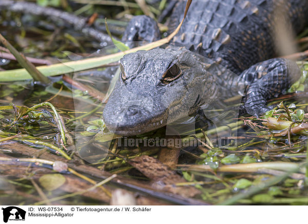 Mississippi-Alligator / American Alligator / WS-07534