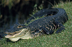 Mississippi-Alligator