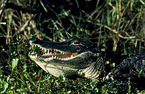 Mississippi-Alligator