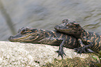 Mississippi-Alligatoren