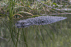 Mississippi-Alligator