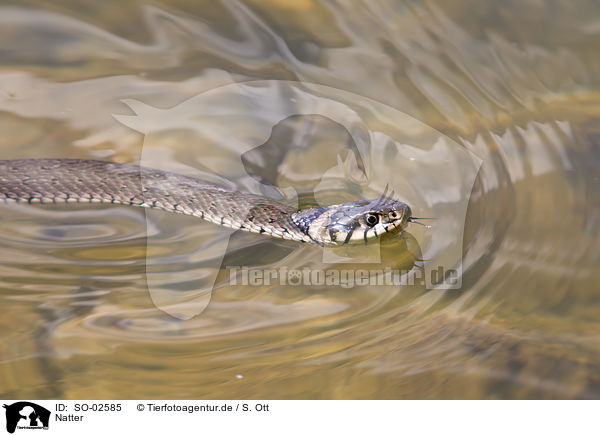 Natter / serpent / SO-02585