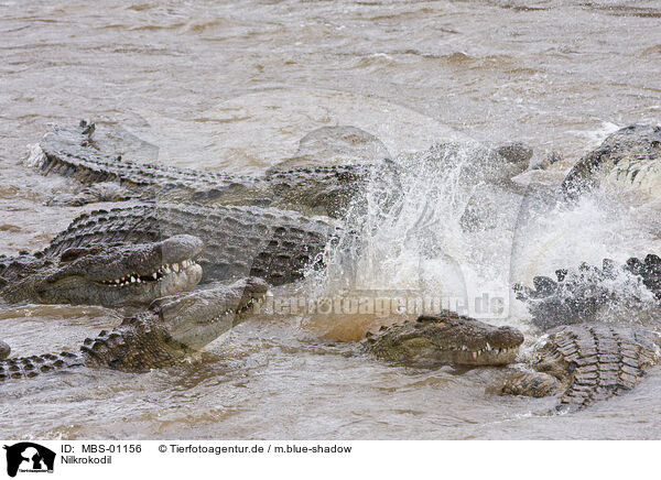 Nilkrokodil / Nile crocodile / MBS-01156