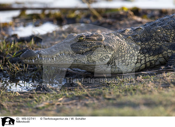 Nilkrokodil / nile crocodile / WS-02741