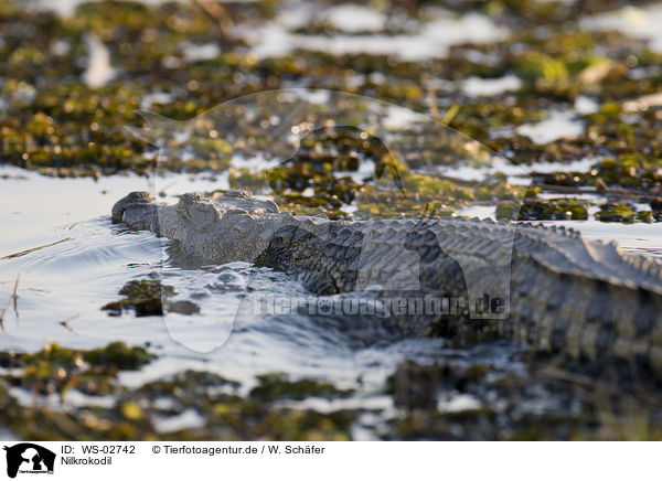 Nilkrokodil / nile crocodile / WS-02742