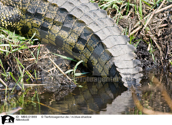 Nilkrokodil / Nile crocodile / MBS-01869