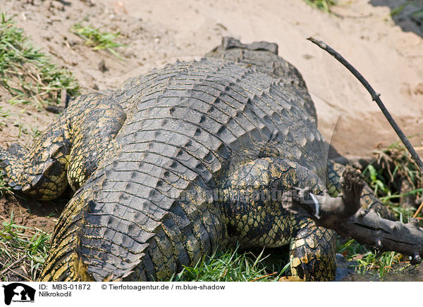 Nilkrokodil / Nile crocodile / MBS-01872