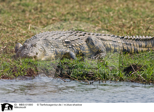 Nilkrokodil / Nile crocodile / MBS-01880
